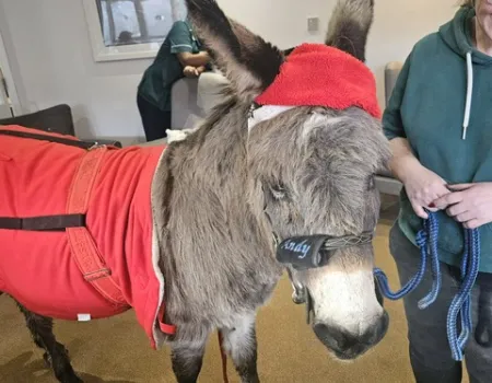 Edna the Donkey