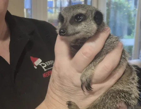 Ringo the Meerkat