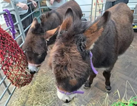 Mini donkeys