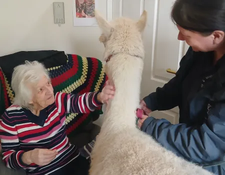 Alpaca visit 