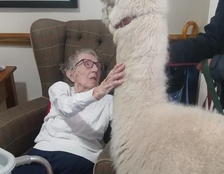 Alpaca visit 