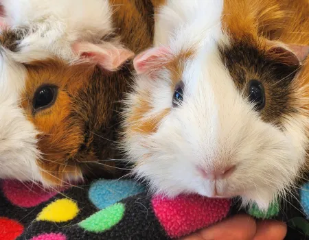 Animal Therapy