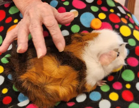 Animal Therapy