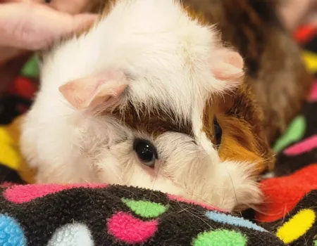 Animal Therapy