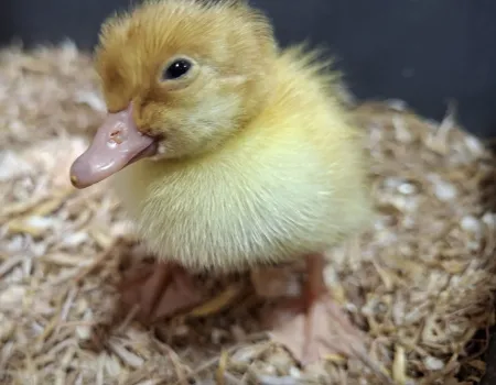 Easter saw new life with the arrival of Ducklings