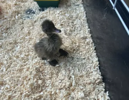 OUR NEW RESIDENTS!