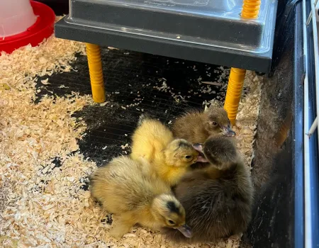 OUR NEW RESIDENTS!