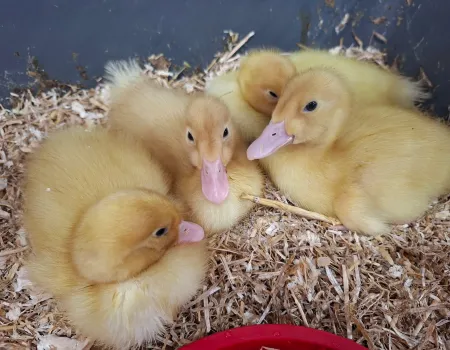 Easter saw new life with the arrival of Ducklings