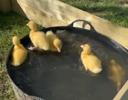 Hatching ducklings at Windmill Manor
