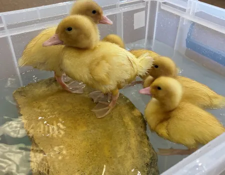 Hatching ducklings at Windmill Manor
