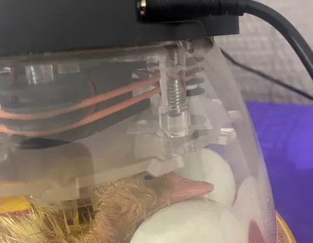 Hatching ducklings at Windmill Manor
