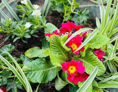 National Gardening Day