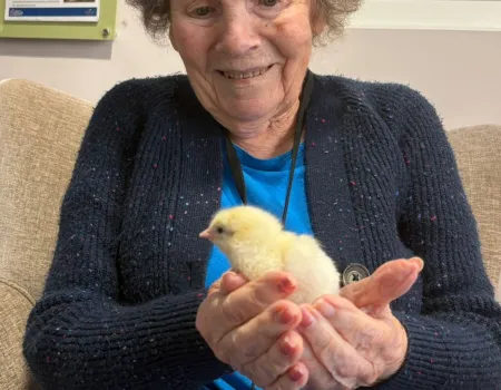 The hatching of the Easter chicks 