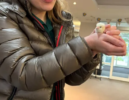 The hatching of the Easter chicks 
