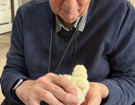 The hatching of the Easter chicks 