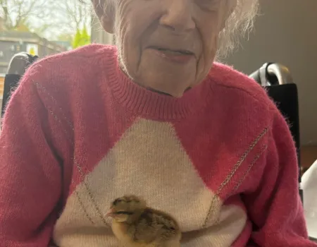 The hatching of the Easter chicks 