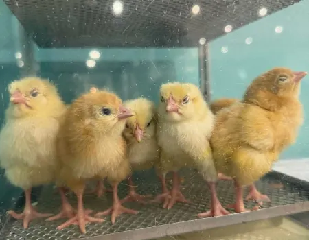 Chicks at Cookridge Court
