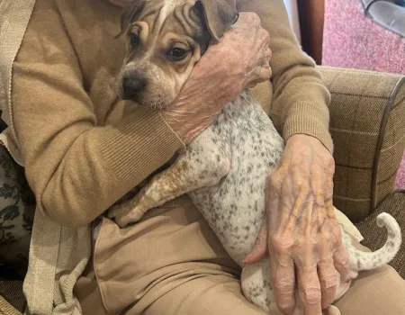 Dog visit