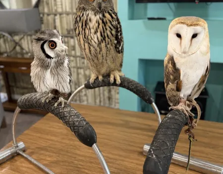Owl visit!