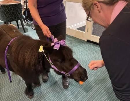 Mini horses visit! 