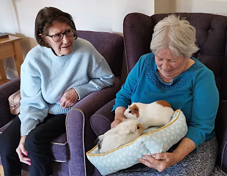 Animal therapy 