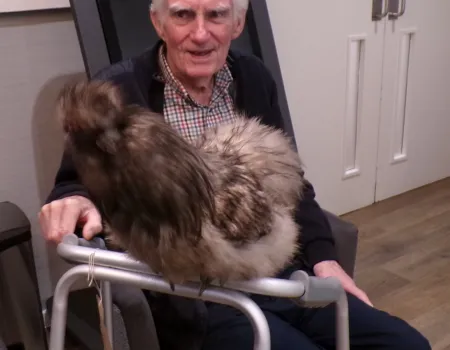 Animal therapy 