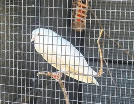 Pets Corner Visit