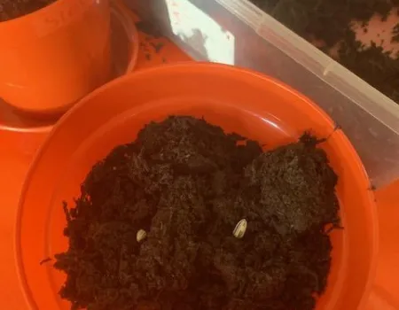 Sunflowers!  