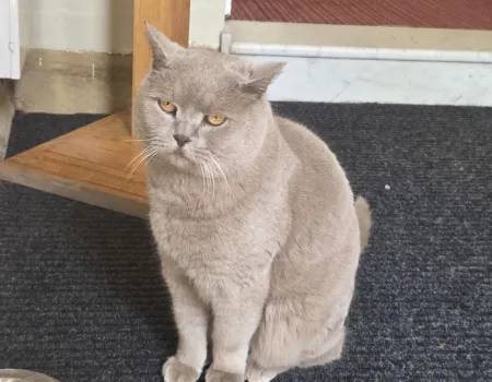 Ziggy the Cat 