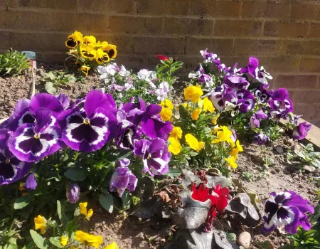 Spring Planting