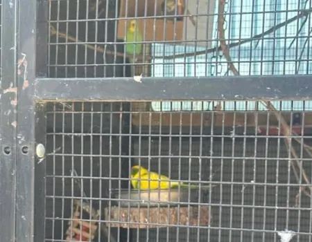 Pets Corner Visit