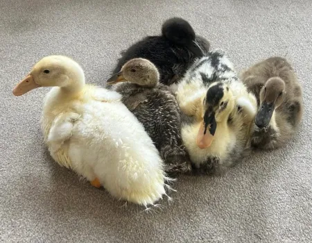 Ducklings visit Winchester House  