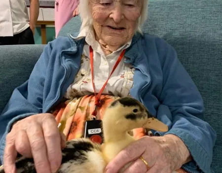 Ducklings visit Winchester House  