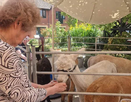 A Wonderful Alpaca Visit from Gorefield Alpacas