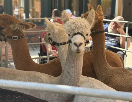 A Wonderful Alpaca Visit from Gorefield Alpacas