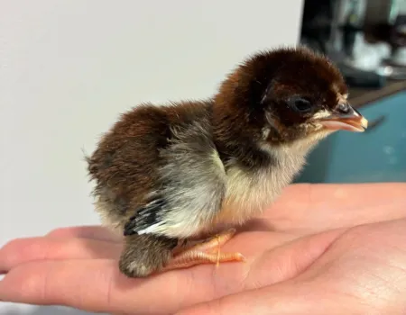 Chicks! 