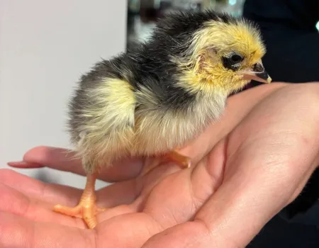 Chicks! 