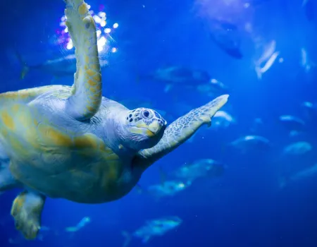 Diving into the blue 