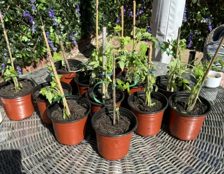 Garden project 