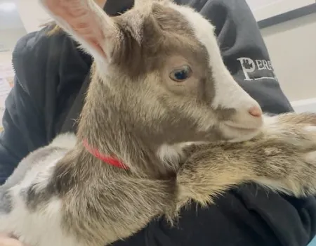 Animal therapy 