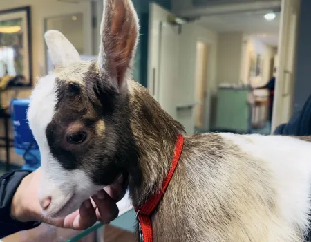 Animal therapy 