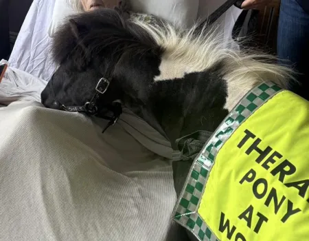 Pony visit