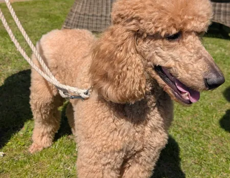 Dog Show