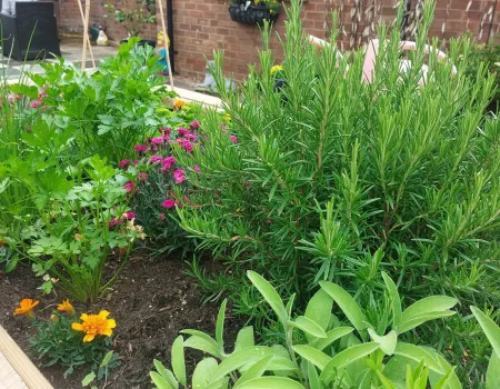Sensory Gardening 