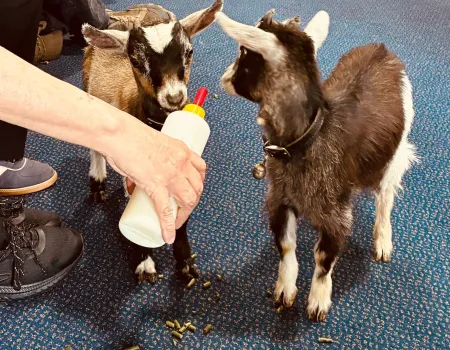 Lambstatic