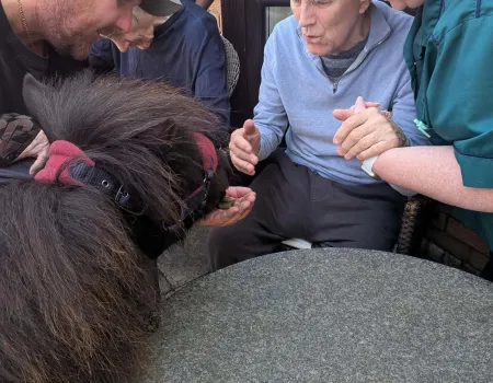 Shetland pony visit 