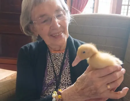 The journey of our four ducklings 