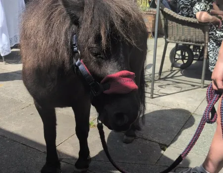 Shetland pony visit 