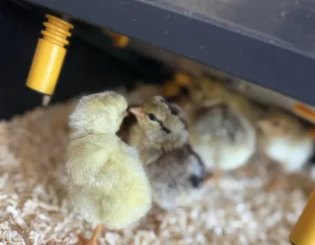 Welcoming the chicks 