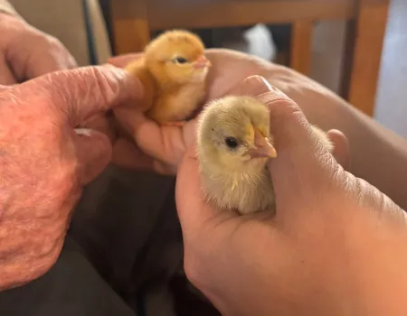 Welcoming the chicks 